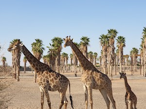 Sharjah Safari in Al dhaid, united arab emirates