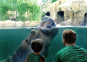 Cincinnati Zoo & Botanical Garden in Oh, united states