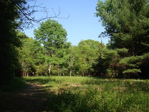 Nickerson Walking Woods Preserve in Attleboro, united states