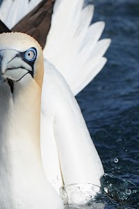 Shetland Seabird Tours - THE No.1 NOSS BOAT in Lerwick, united kingdom