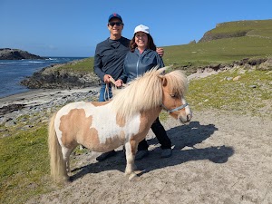 The Shetland Pony Experience in Lerwick, united kingdom