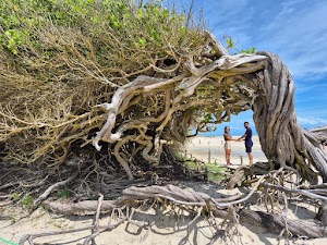 Tree Sloth in Jericoacoara, brazil