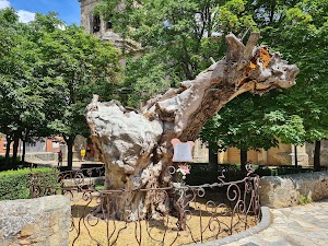Olmo Viejo in Soria, spain