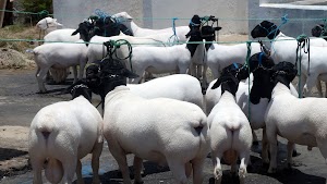 Parque De Exposição De Animais De Maceió - José da Silva Nogueira in Maceió, brazil