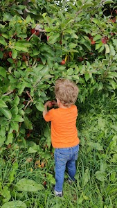 De Voe's Rainbow Orchard in Clifton park, united states