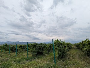 Виноградник Arba Wine in Turgen, kazakhstan