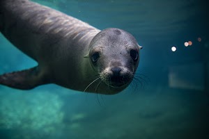 Point Defiance Zoo & Aquarium in University place, united states