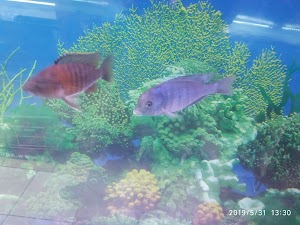 Moby Dick Aquarium in Túxpam De Rodríguez Cano, mexico