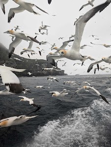 Seabirds-and-Seals - THE ORIGINAL & NO.1 NOSS BOAT - EST 1992 in Lerwick, united kingdom