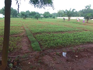 Herbal garden in Neyveli, india