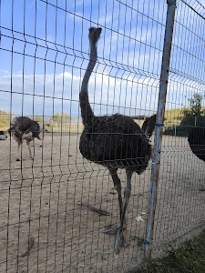 Fauna Ostrich Farm in Turgen, kazakhstan