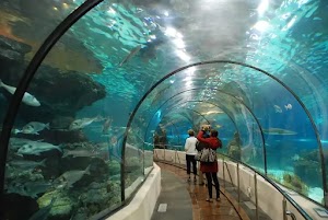 The Dallas World Aquarium in Kebumen, indonesia