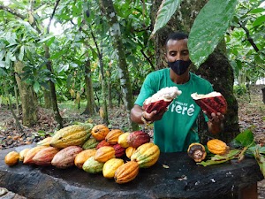 Fazenda Yrere in Ilhéus, brazil