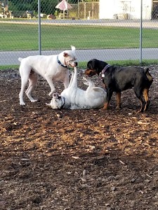 Attleboro Dog Park in Attleboro, united states