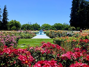 Municipal Rose Garden in Milpitas, united states