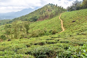 Chembra Peak in Padinjarathara, india
