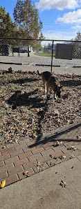 Blue Springs Dog Park in Blue springs, united states
