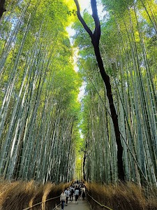 Arashiyama Bamboo Forest in Cgi bin, japan