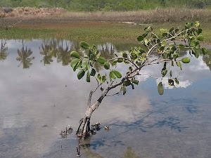 Floresta Nacional da Restinga de Cabedelo in Cabedelo, brazil