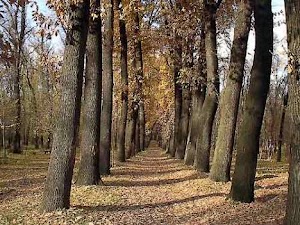 Baum grove in Almaty, kazakhstan