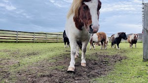 Carol's Ponies in Lerwick, united kingdom