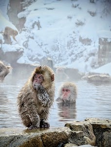 Jigokudani Monkey Park in Cgi bin, japan